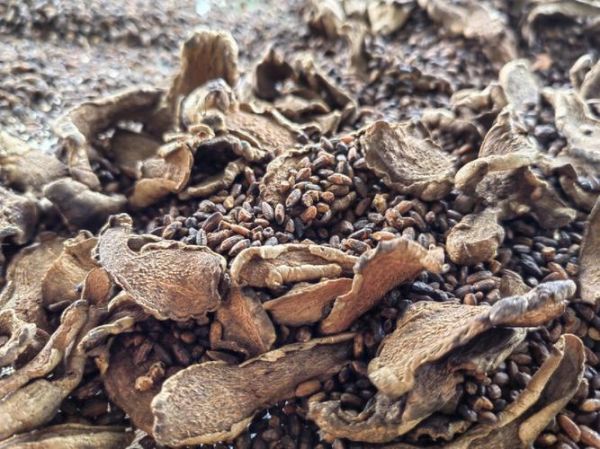 姜炒米非物质文化遗产(姜炒米非物质文化遗产做法揭秘)-第2张图片-八三百科 姜炒米非物质文化遗产(姜炒米非物质文化遗产做法揭秘)-第2张图片-八三百科