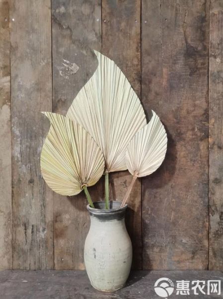 蒲葵非物质文化遗产(蒲葵非遗手工扇子为什么火遍全网)-第2张图片-八三百科 蒲葵非物质文化遗产(蒲葵非遗手工扇子为什么火遍全网)-第2张图片-八三百科