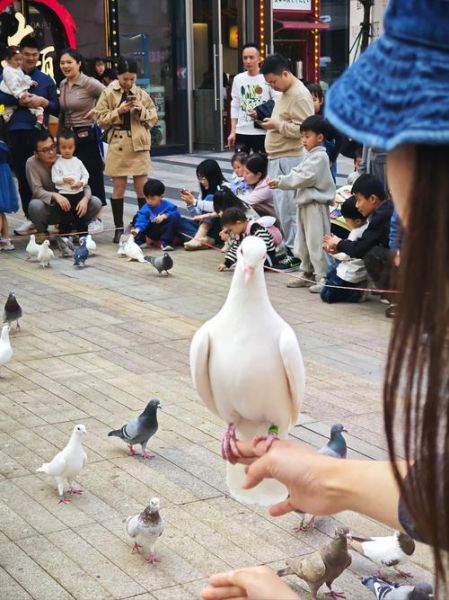 非物质文化遗产鸽子张（鸽子张非遗技艺制作流程与新手入门指南）-第1张图片-八三百科